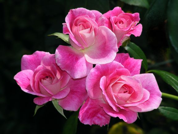 Brilliant Pink Iceberg photo bpi2013_08220067_zpsc26a4f27.jpg